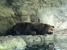 Woodland Park Zoo - Zoos