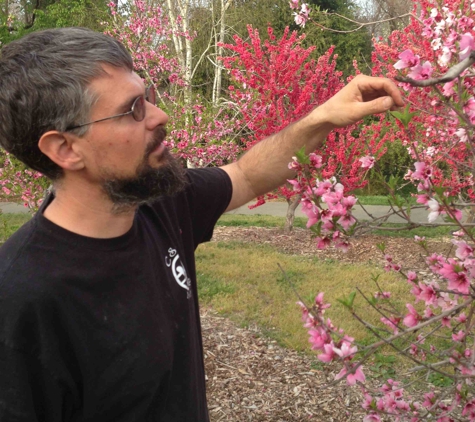 Dreamscape Gardening & Tree Service - Davis, CA. Checking on some Prunus in blossom