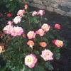 Maplewood Rose Garden gallery