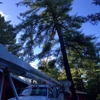 Affordable Tree Service gallery