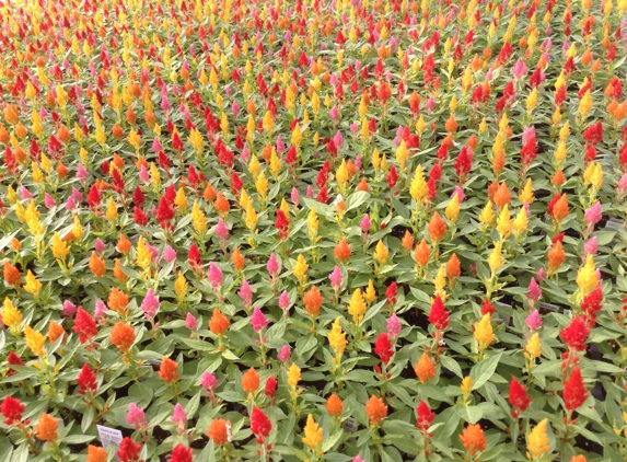 Woldhuis Farms Sunrise Greenhouse - Grant Park, IL