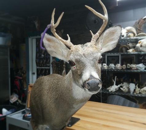 Twisted Hollow -Taxidermy - Arlington, TX