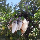 Nisbet Family Farms - Beekeepers