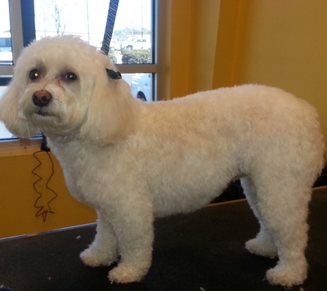 Precious Paws Grooming - Wilmington, NC