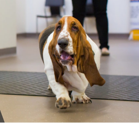 South East Vet Service - Mount Gambier, SA