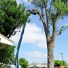 Torres Tree Services gallery