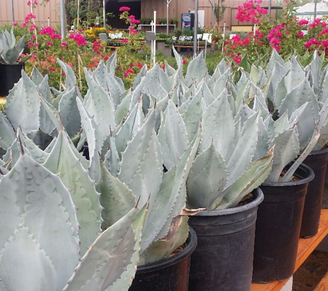 Valley Verde Nursery & Landscaping - Phoenix, AZ