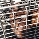 Varment Guard Wildlife Services - Pet Services