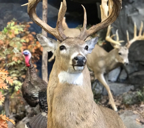 Cabela's - Garner, NC