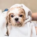 Spokane Valley Animal Hospital & Health Center - Pet Grooming