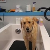 Wet Ur Paws Dog Wash & Grooming gallery
