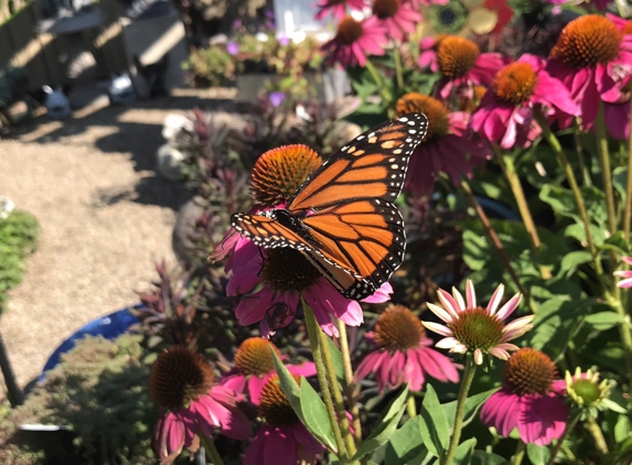 Cahoon Nursery - Westlake, OH