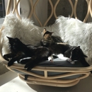 KitTea Cat Cafe - Cafeterias