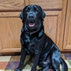 Kishholm Labradors gallery