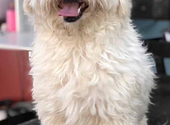 Superb Dog Grooming - Wheelers Hill, VIC