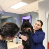 CityVet | Frisco gallery