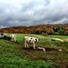 Maple Shade Farm gallery