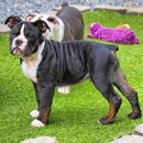 One of a Kind Bulldogges - Guard Dogs