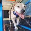 Mobile Dog Runners & Pet Care Solutions LLC gallery