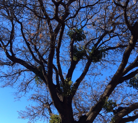 Tomcat's Tree Trimming - Wolfforth, TX