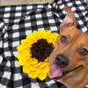 Williamsburg Pet Hotel & Suites gallery