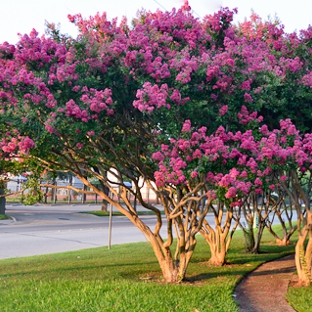 Crape Myrtle Guy - Waxahachie, TX