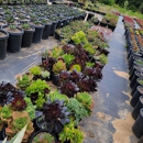 Palacios Nursery - Nurseries-Plants & Trees