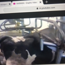 Bettencourt Dairies - Dairies