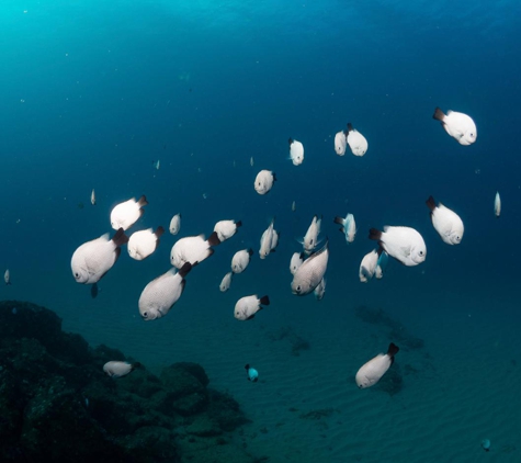 Fathom Five Divers - Koloa, HI