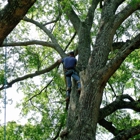 Big Head Chuck's Tree Service & Firewood