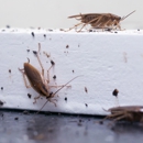 All Force Pest Solutions Inc - Termite Control