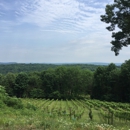 Clearview Vineyard - Tourist Information & Attractions