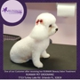 Runway Pet Grooming Inc