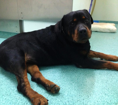 Edmonton Vet Clinic & Cattery - Bentley Park, QLD