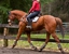 Fox-Bell Farm & Training - Farms