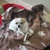 Sumner Veterinary Hospital - Pet Services
