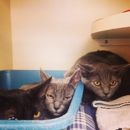 Paws Adoption Center - Animal Shelters