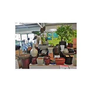 Mitre 10 Beaudesert - Beaudesert, QLD. Pot Plants