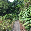 Wahiawa Botanical Garden gallery