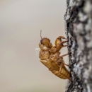 Callahan's Termite & Pest Control Inc - Pest Control Equipment & Supplies