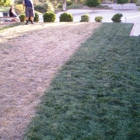instantGreen Grass