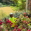Georgia Tree Company gallery