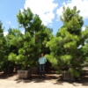 Moon Valley Nurseries gallery