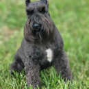 A'Lord Miniature Schnauzer - Pet Breeders