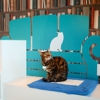 Club Cat gallery