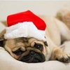 One Wag (Natural Pet Supplies) gallery