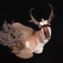 Great Falls Taxidermy