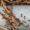 Modern Pest Management gallery