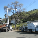 Marvin's Garden Tree Services - Tree Service