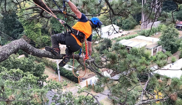 Gravity Tree Worx - Nerrina, VIC